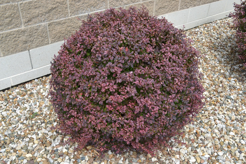 WorryFree® Crimson Cutie® Barberry (Berberis thunbergii 'Crimson Cutie') - 2 gallon 10"