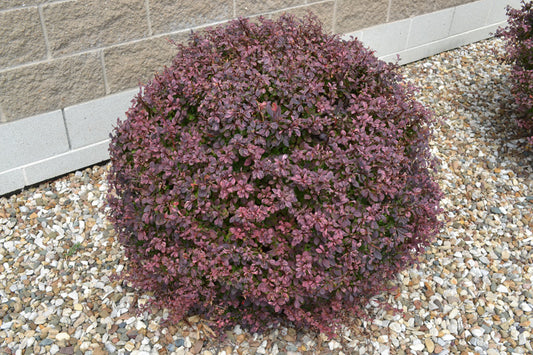 WorryFree® Crimson Cutie® Barberry (Berberis thunbergii 'Crimson Cutie') - 2 gallon 10"