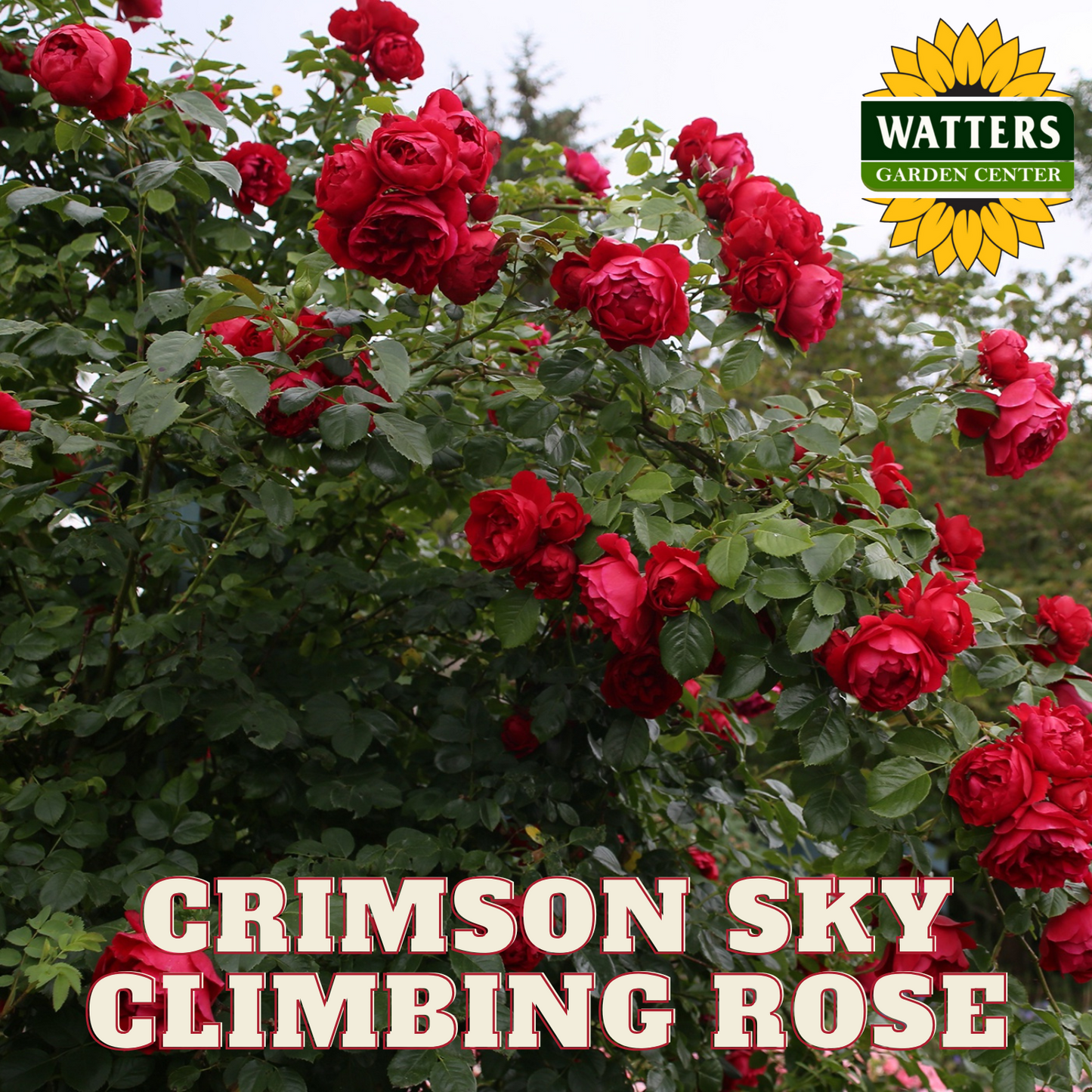 CRIMSON SKY CLIMBING ROSE 2gal