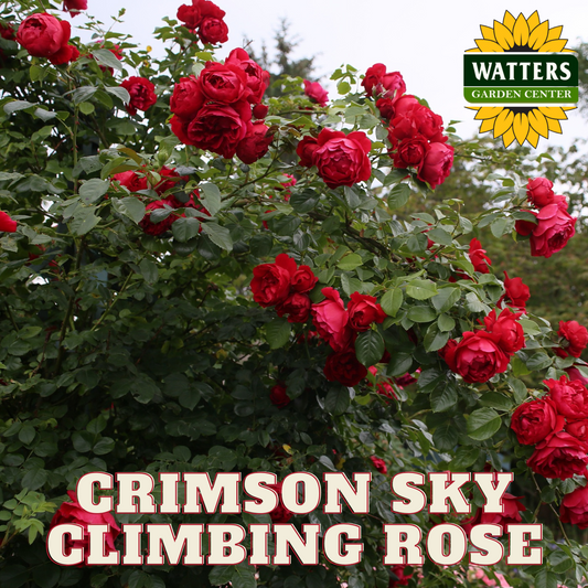 CRIMSON SKY CLIMBING ROSE 2gal