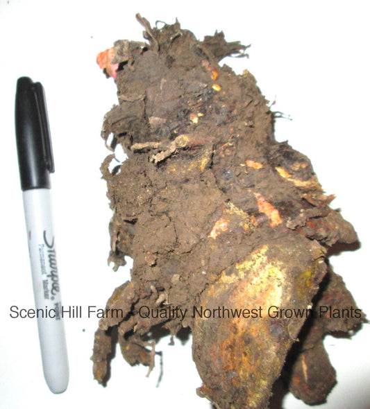 ***Crimson Red Rhubarb - Large Crown Root Division - Rich Flavor, Heavy Yields, Red Stalks