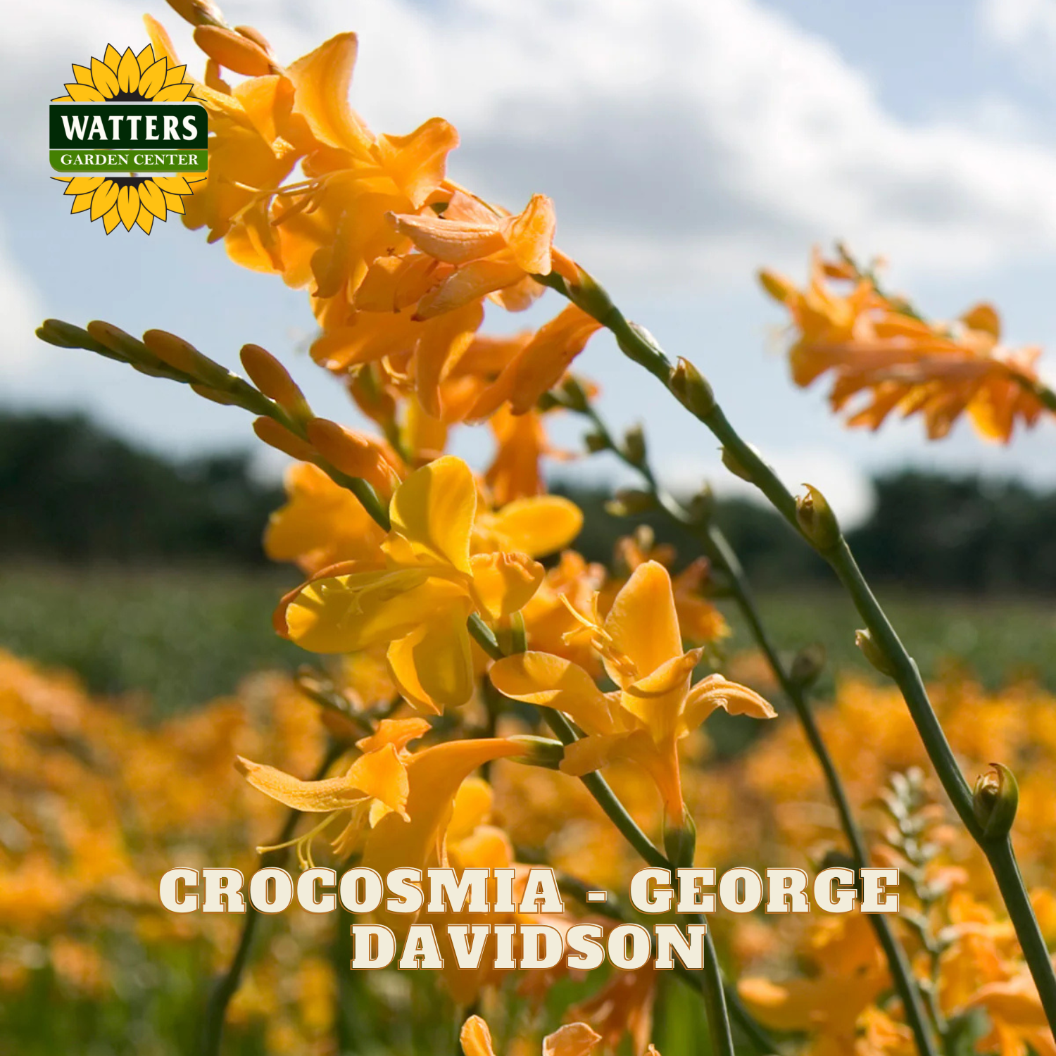 Yellow crocosmia flowers with Watters Garden Center logo and 'Crocosmia - George Davidson' text.