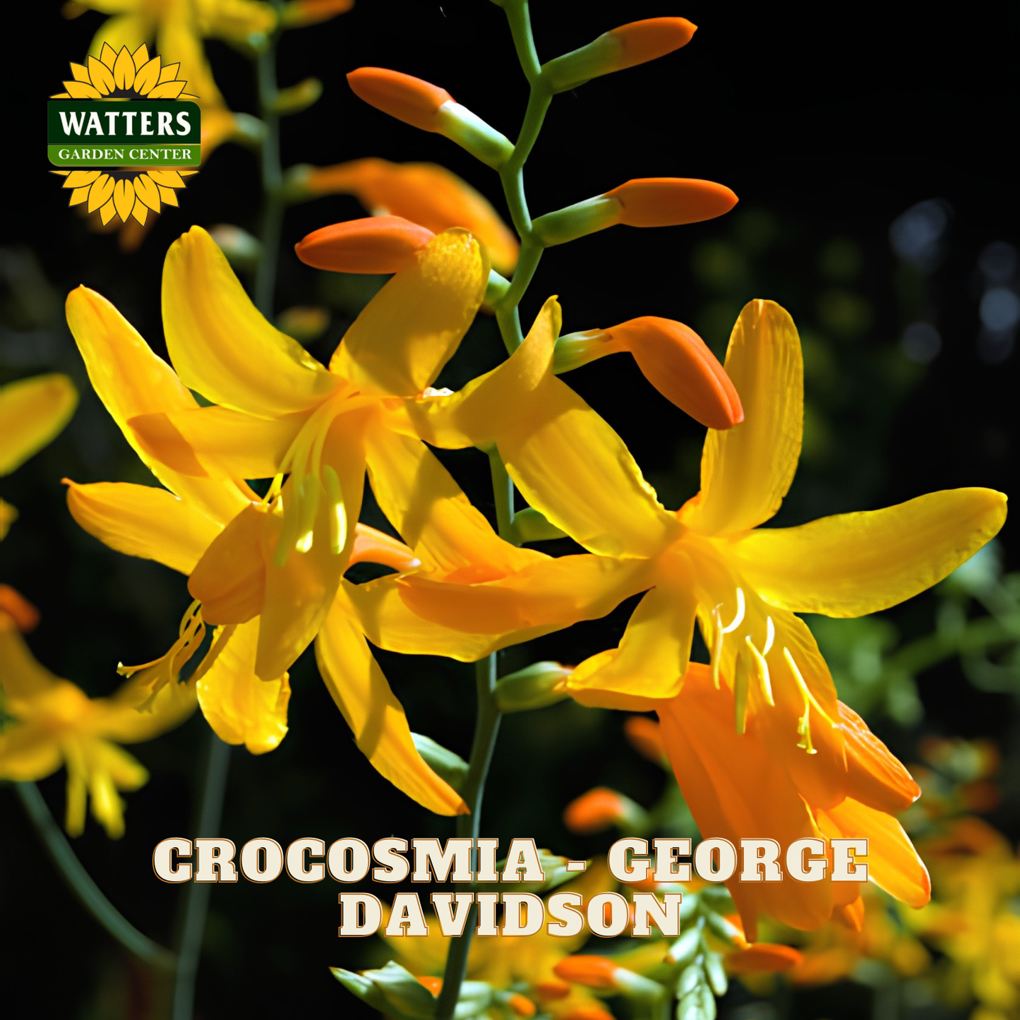 Yellow Crocosmia 'George Davidson' flowers with Watters Garden Center logo.