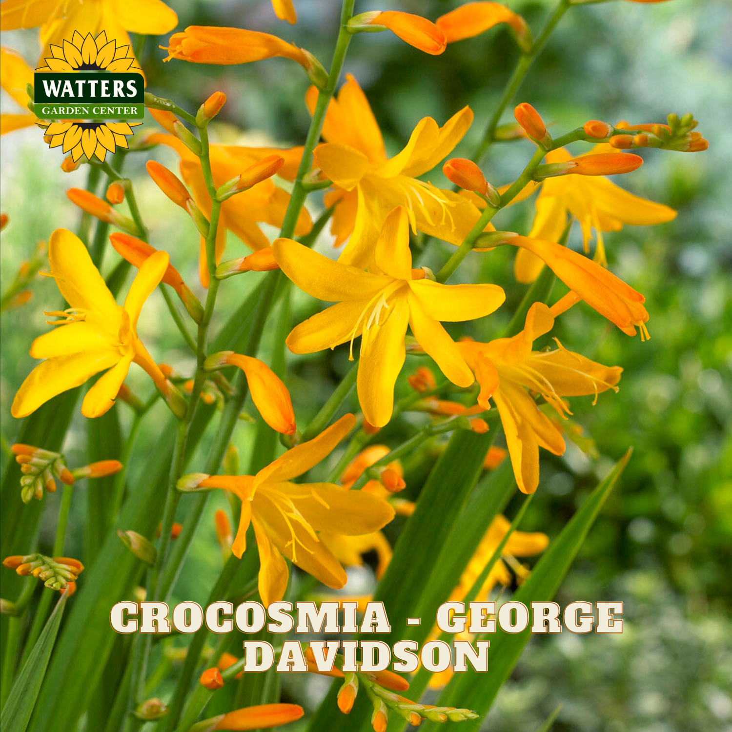 Yellow Crocosmia flowers with green leaves and Watters Garden Center logo.