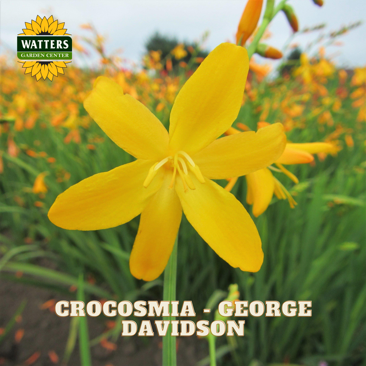 Yellow crocosmia flower with Watters Garden Center logo and 'Crocosmia - George Davidson' text.