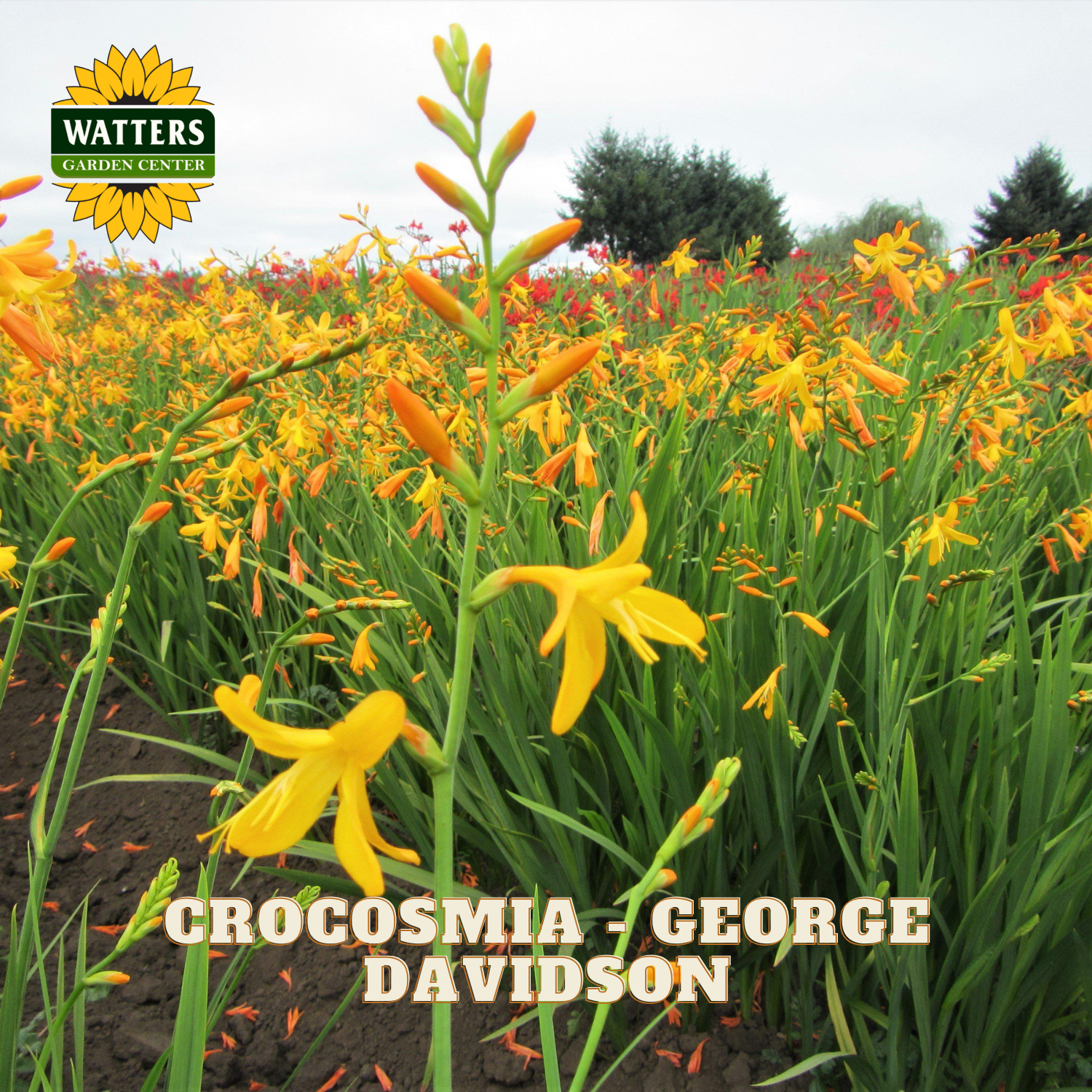 Field of yellow Crocosmia 'George Davidson' flowers with Watters Garden Center logo.
