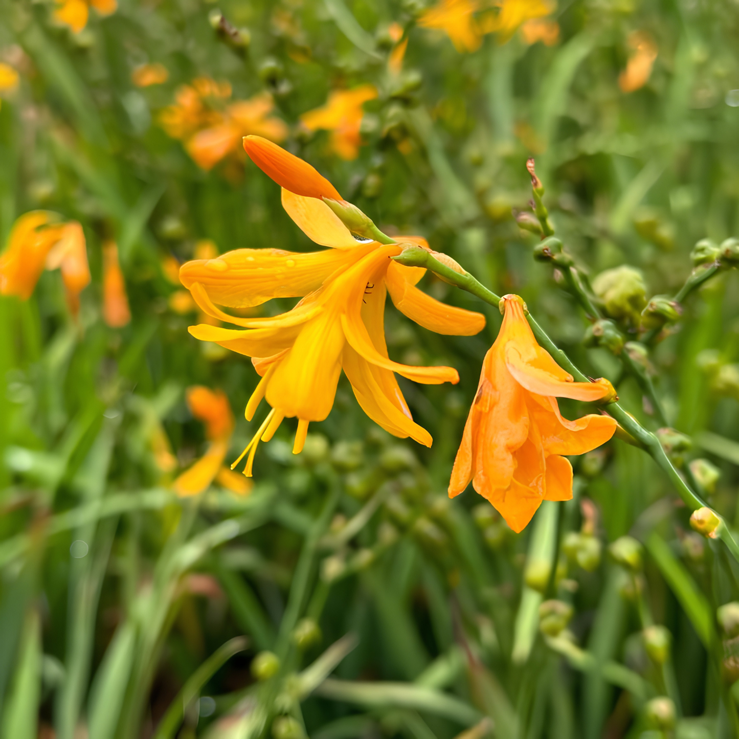 Orange flowers with green leaves in a natural setting
