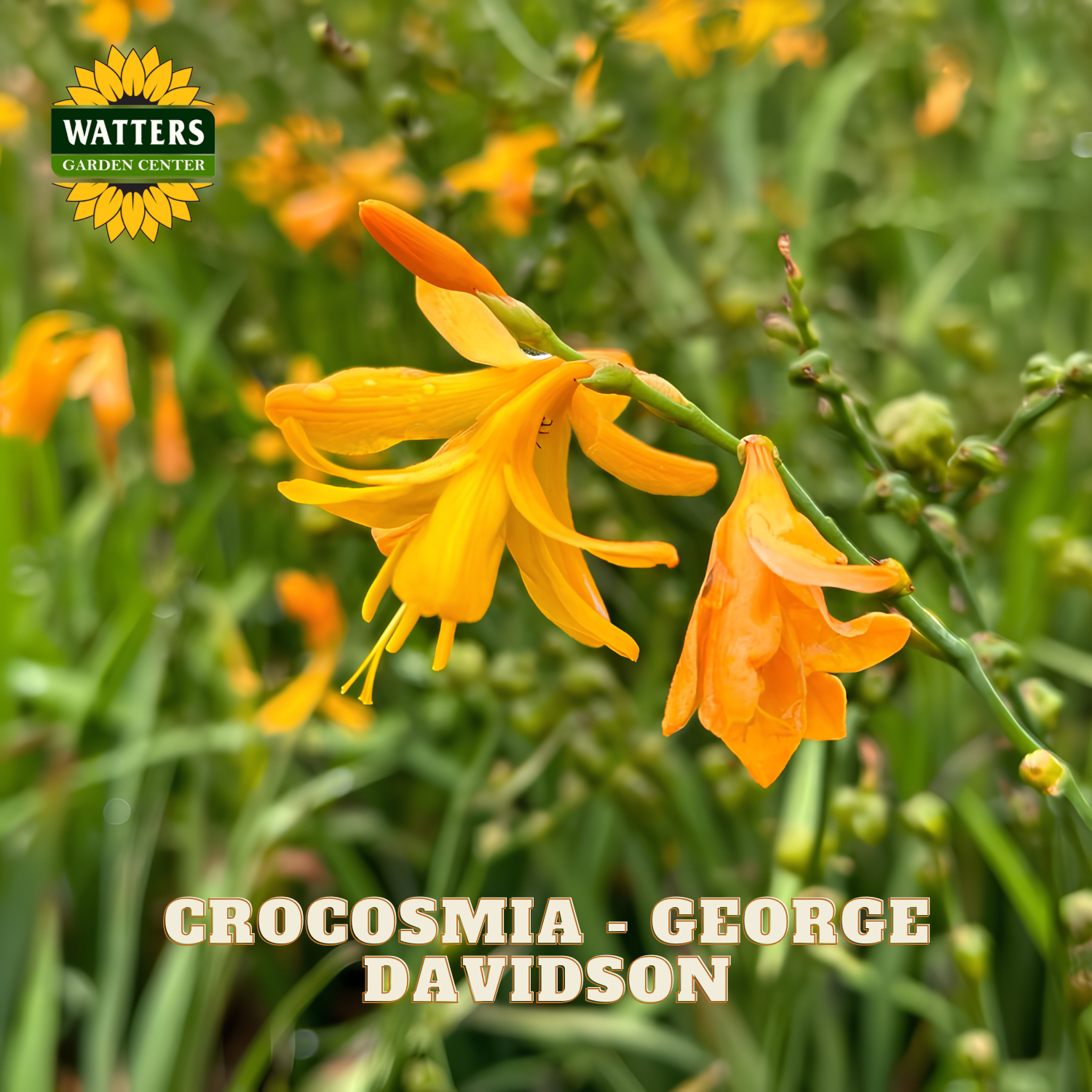 Orange Crocosmia flowers with Watters Garden Center logo and plant name text.