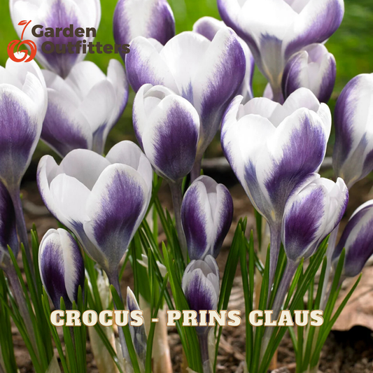 A close-up of crocus flowers with white petals and deep purple tips, growing among green stems and leaves. The text 'CROCUS - PRINS CLAUS' appears at the bottom, and a 'Garden Decorators' logo is visible in the top left.