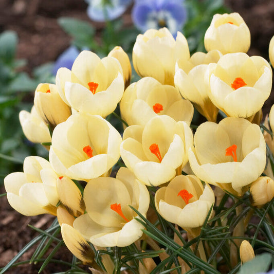 Cream Beauty (Fragrant) Crocus