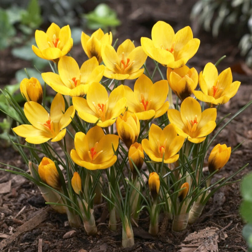 Goldilocks Crocus