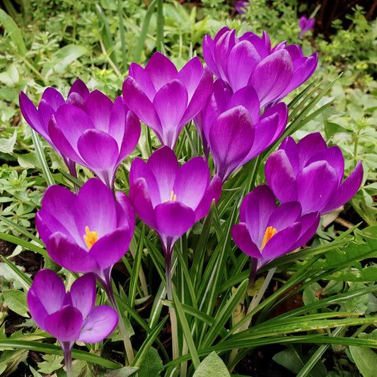 Ruby Giant (Fragrant) Crocus