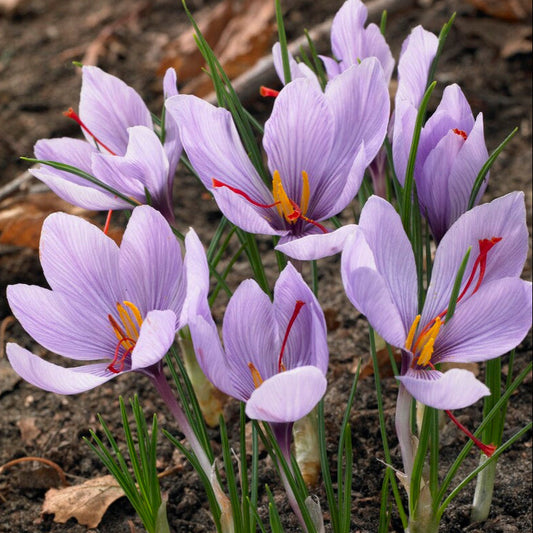Saffron Crocus