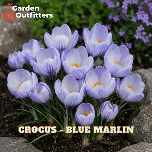 A cluster of blooming crocus flowers in soft blue-lavender tones with orange centers, growing among rocks and greenery outdoors. The text 'CROCUS - BLUE MARLIN' appears at the bottom, and the Garden Outfitters logo appears in the top left.