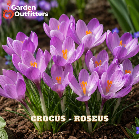 A cluster of blooming crocus roses in shades of purple with orange centers and green stems, growing in mulch outdoors. The Garden Outfitters logo appears in the top-left corner, and the text 'CROCUS - ROSEUS' appears at the bottom.
