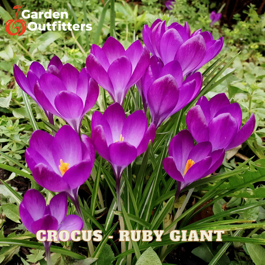A cluster of blooming crocus flowers in vivid ruby-purple tones with green leaves and stems, photographed outdoors among green foliage. Text overlays read 'Garden Outfitters' and 'CROCUS - RUBY GIANT'.
