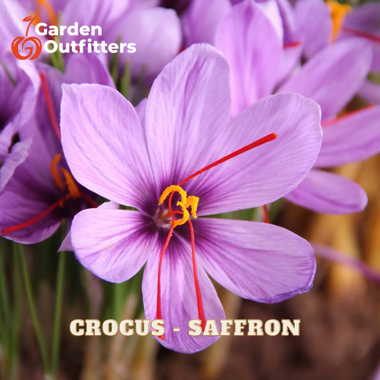 Purple crocus saffron flowers in bloom with red stamens and yellow centers, overlaid with the Garden Outfitters logo and 'CROCUS - SAFFRON' text.