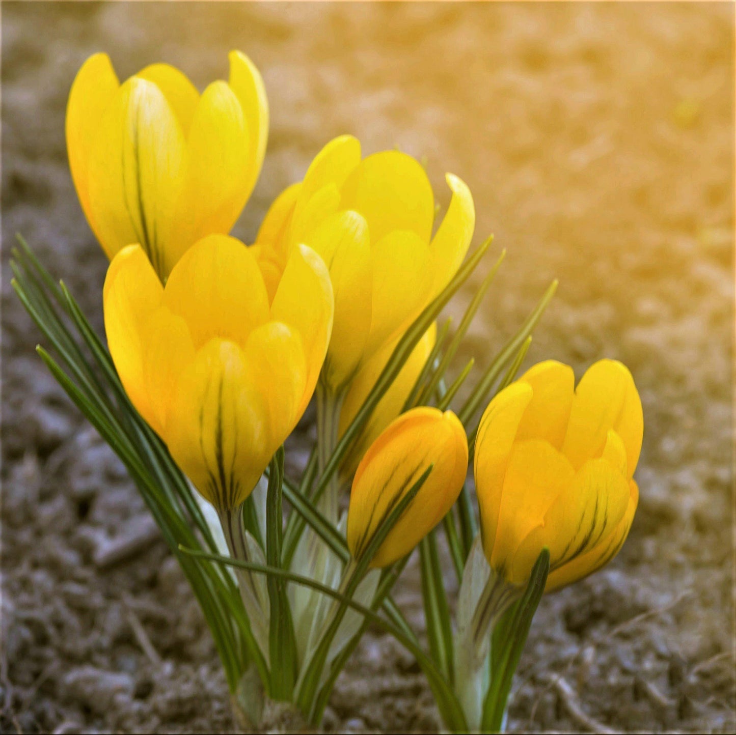 Goldilocks Crocus