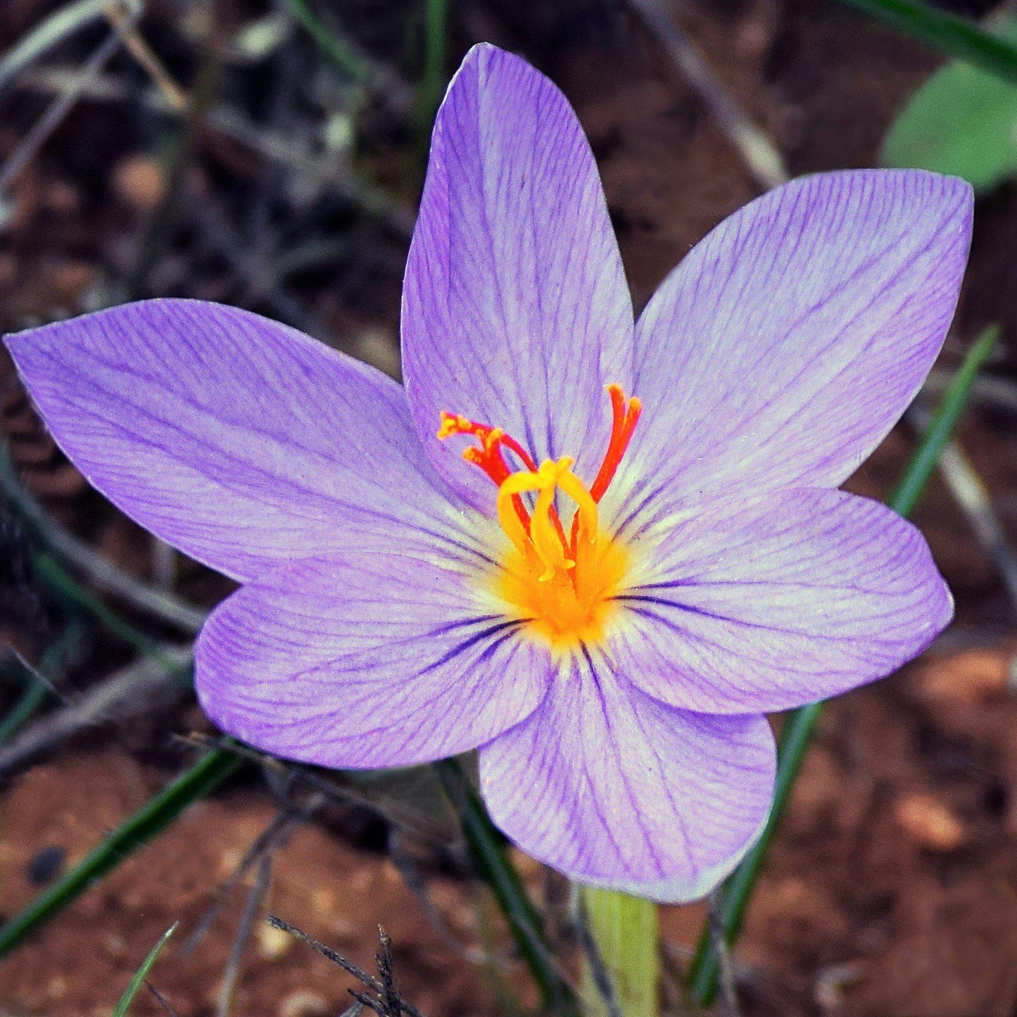 Saffron Crocus
