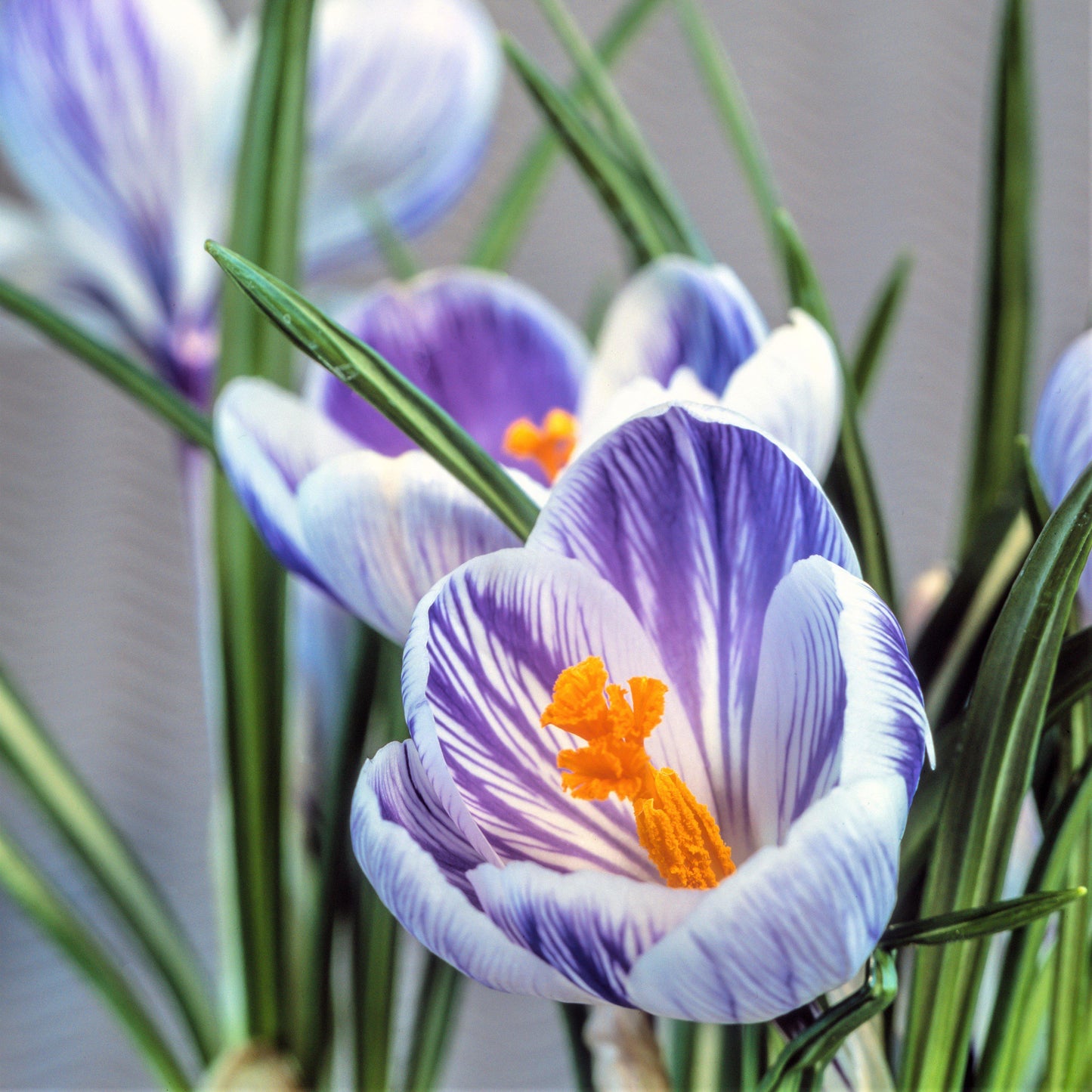 King of the Striped Crocus