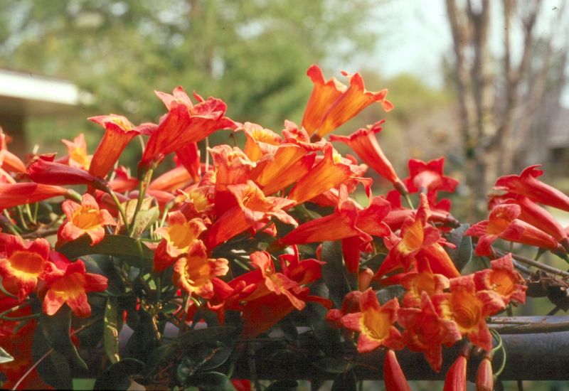 TANGERINE CROSSVINE 1gal