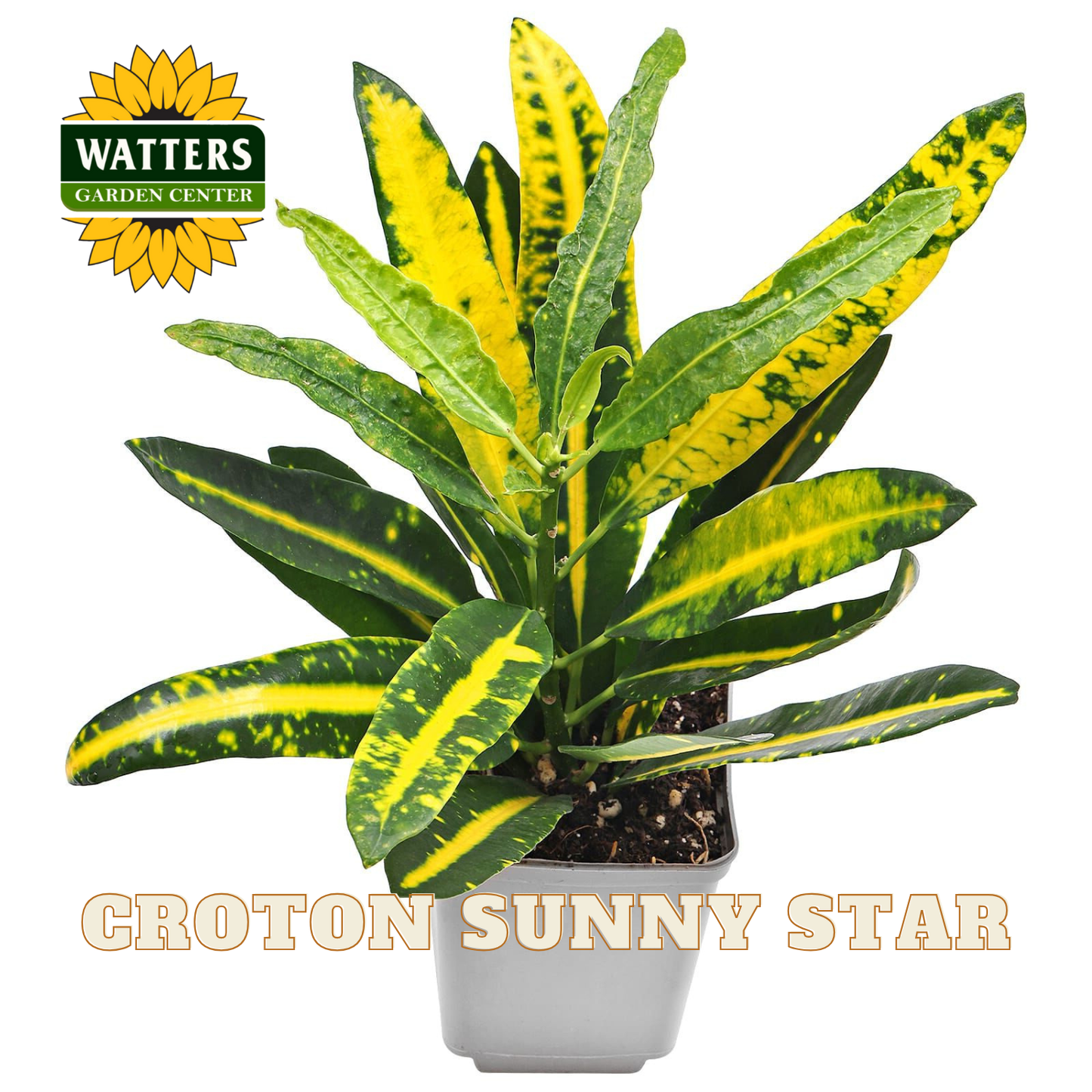 CROTON SUNNY STAR 4 IN.