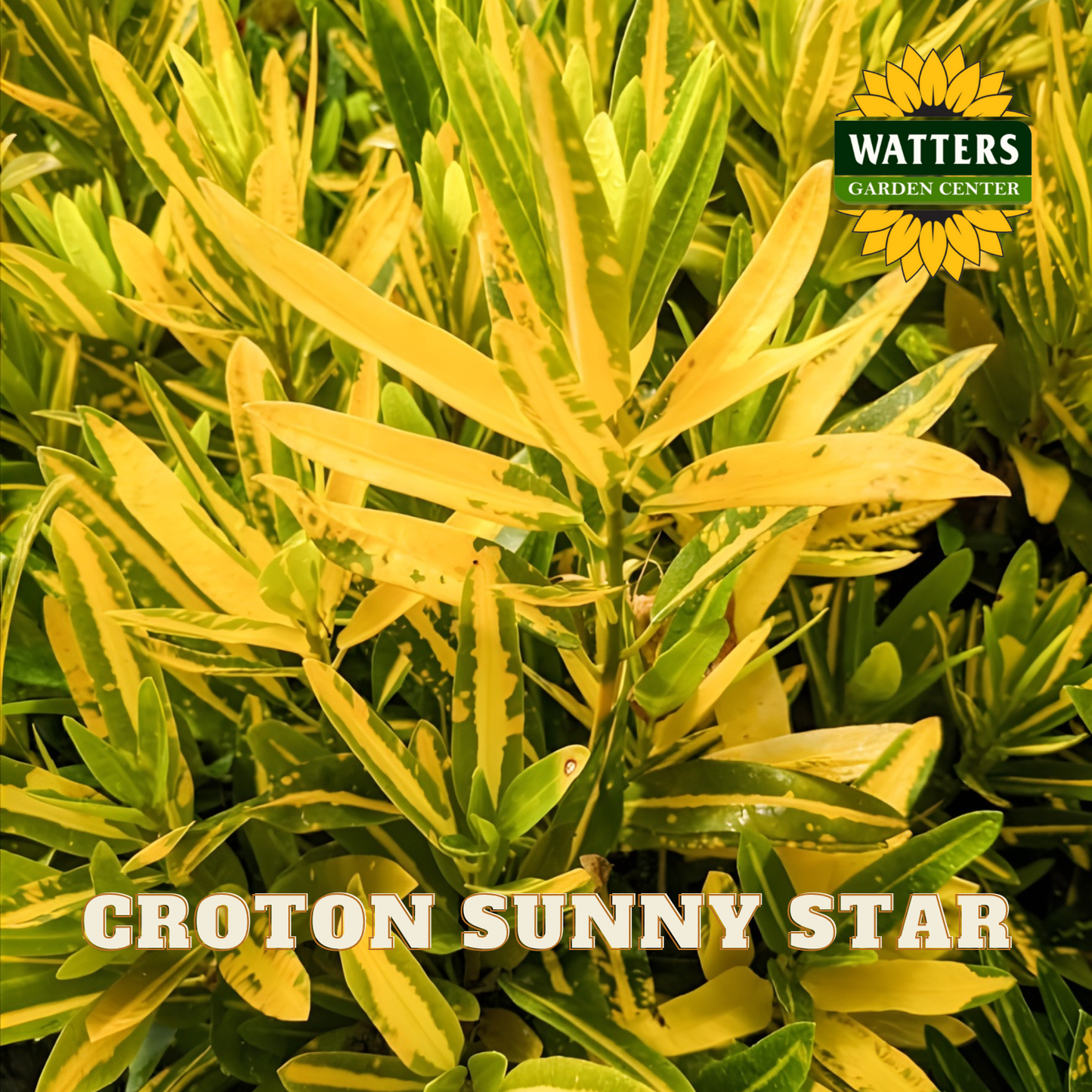 CROTON SUNNY STAR 4 IN.