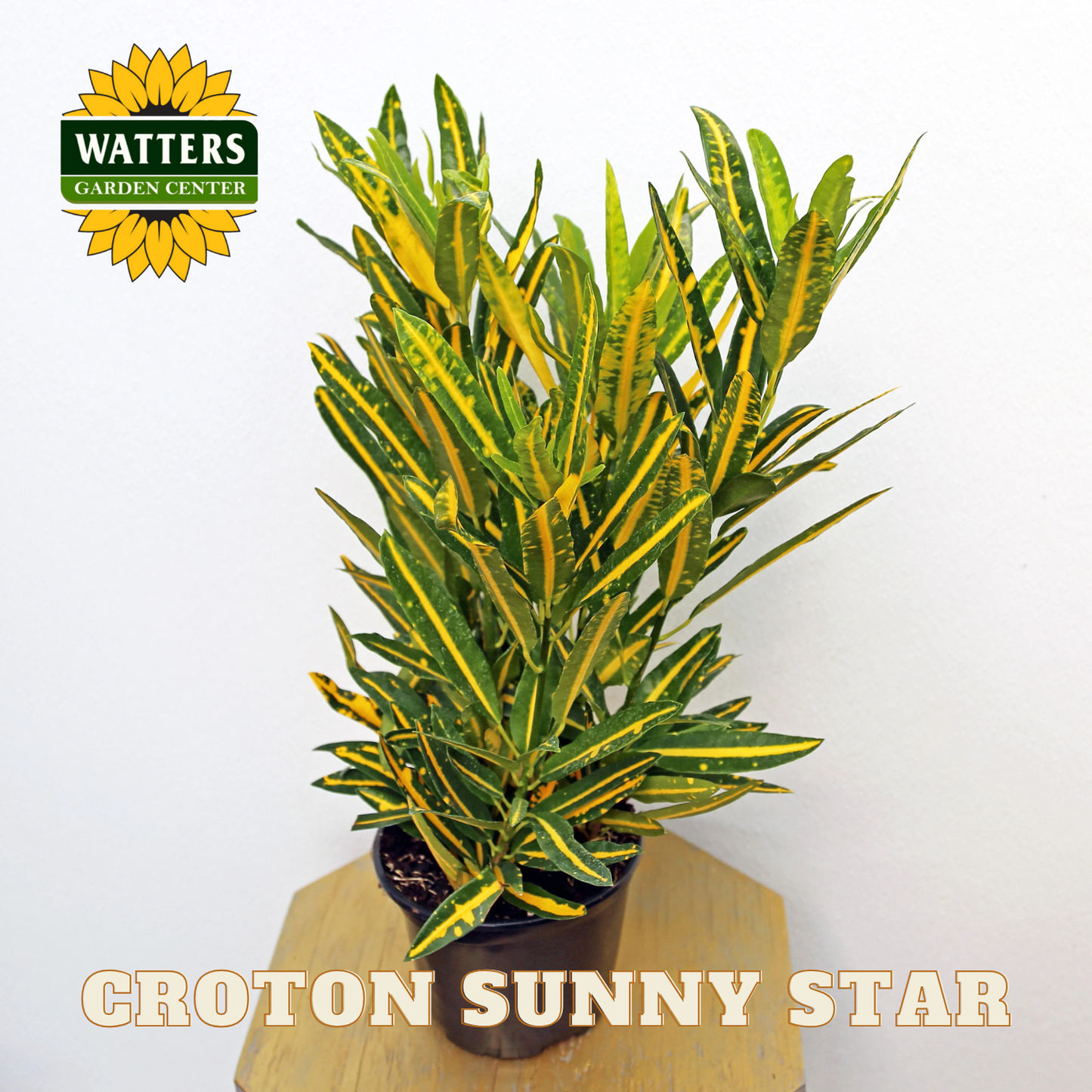 CROTON SUNNY STAR 4 IN.