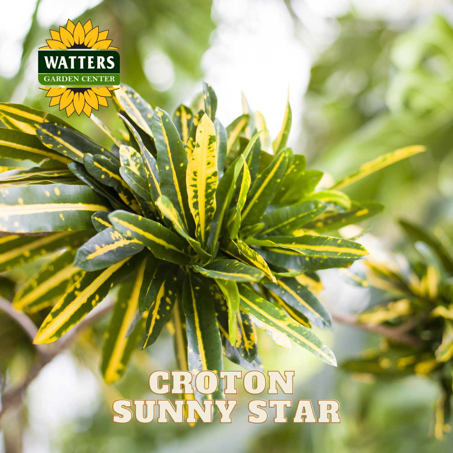 CROTON SUNNY STAR 4 IN.