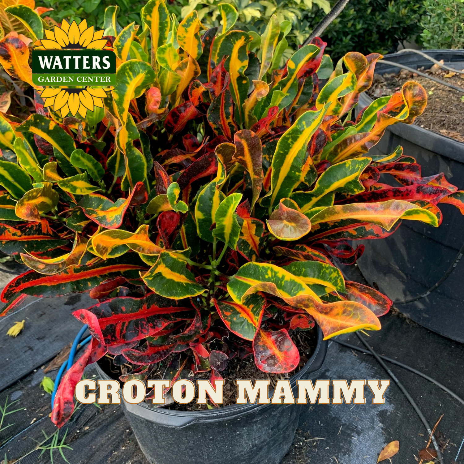Potted croton plant with multicolored leaves in a garden setting, featuring Watters Garden Center branding.