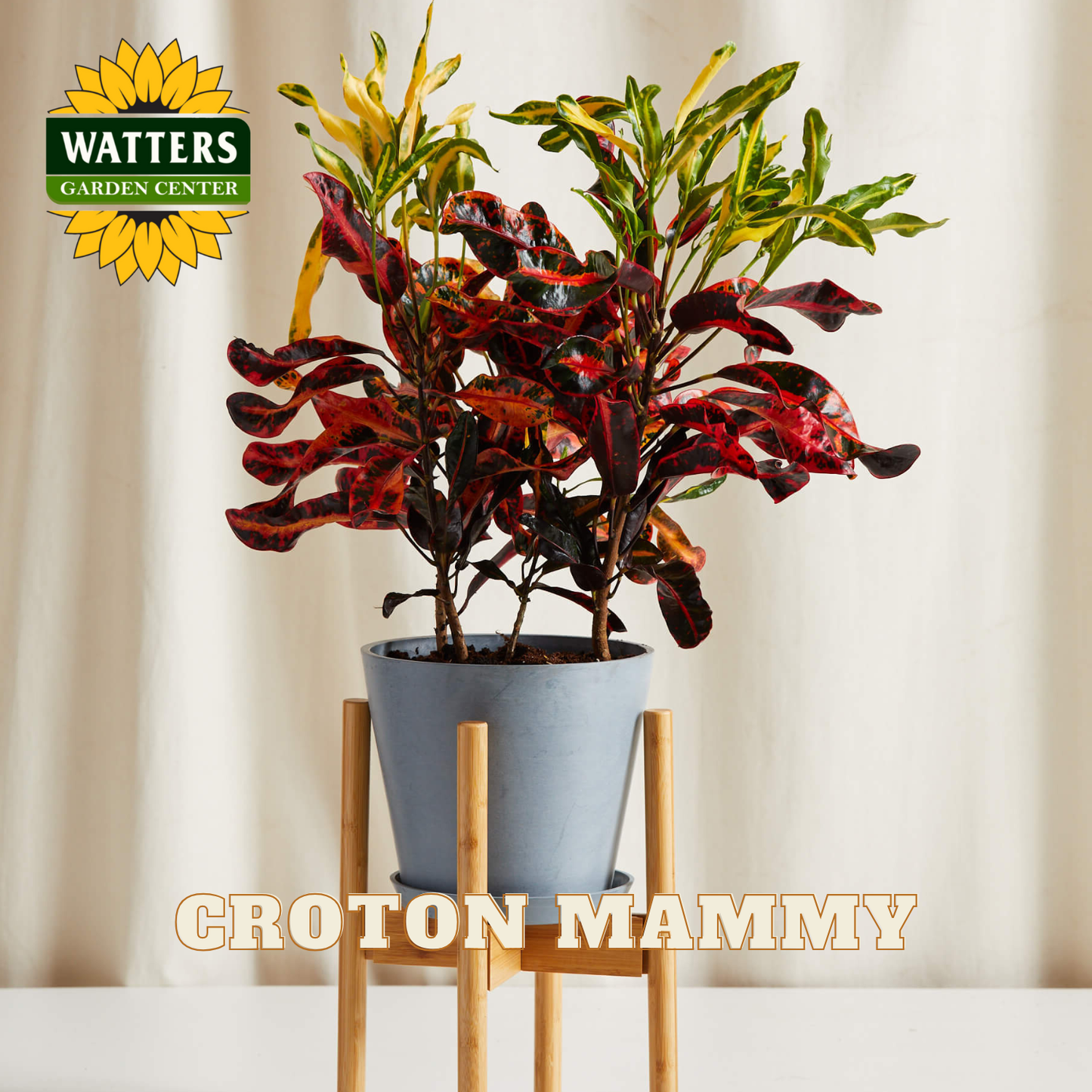 Potted Croton Mammy plant on a wooden stand with Watters Garden Center logo.