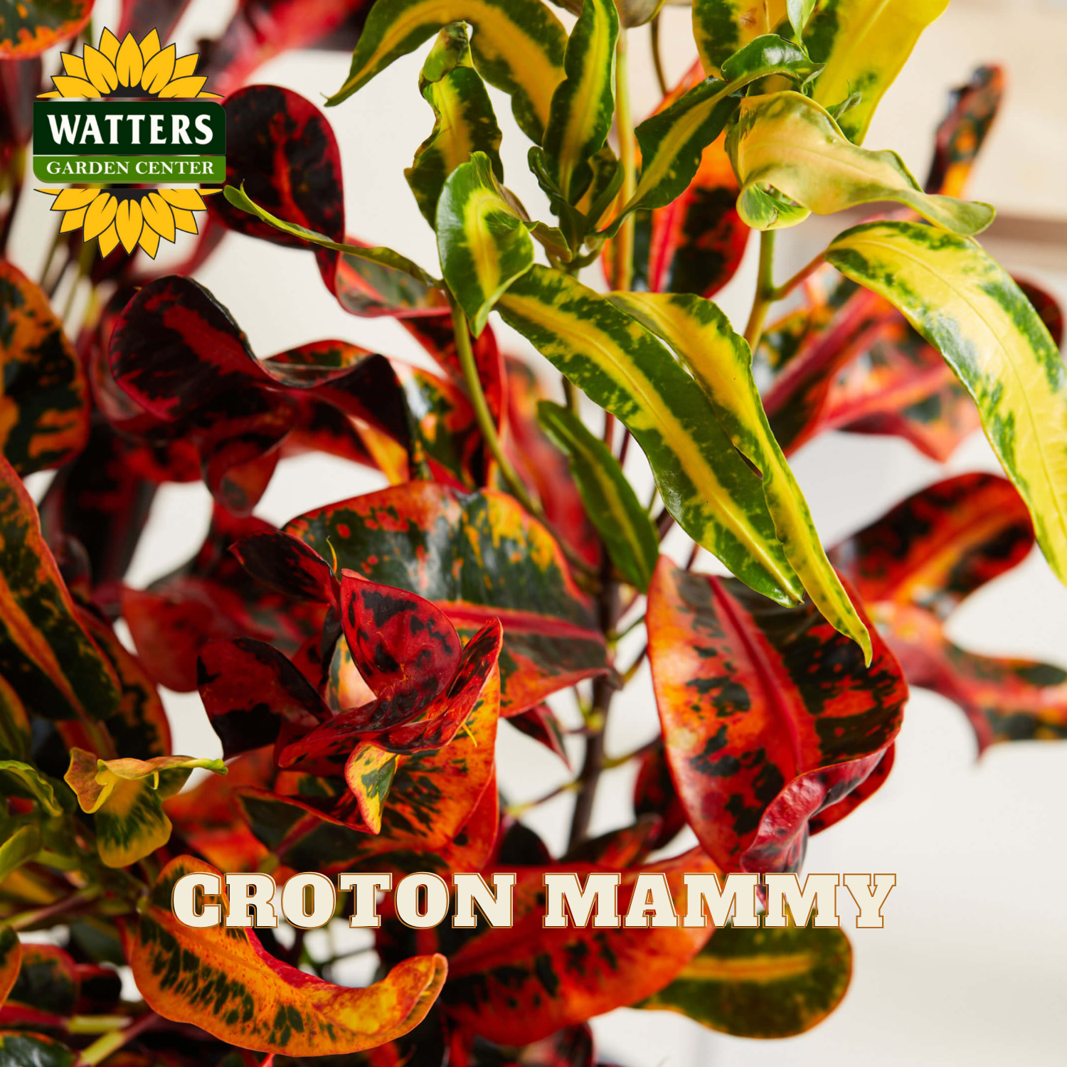 Variegated croton plant with red and green leaves, branded 'Watters Garden Center'.