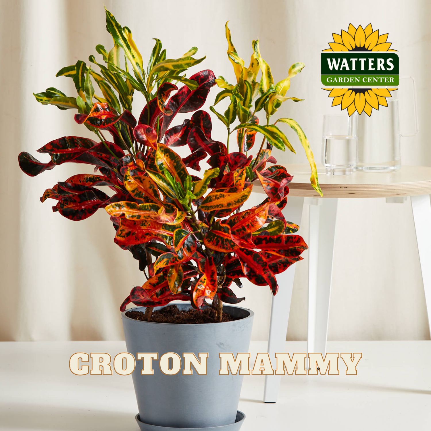 Potted croton plant with Watters Garden Center logo in the corner