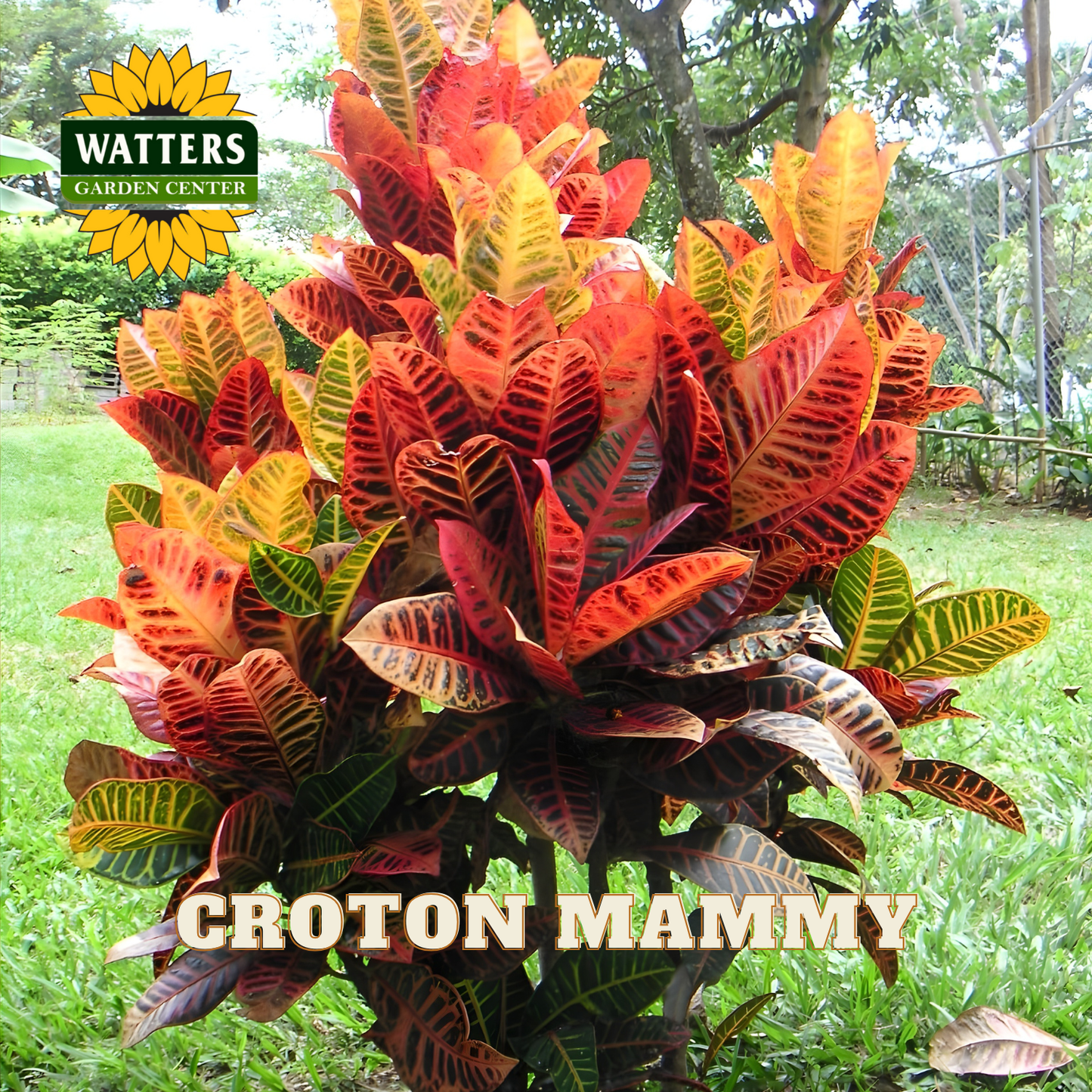 Croton Mammy plant with colorful leaves in a garden setting, featuring Watters Garden Center logo.