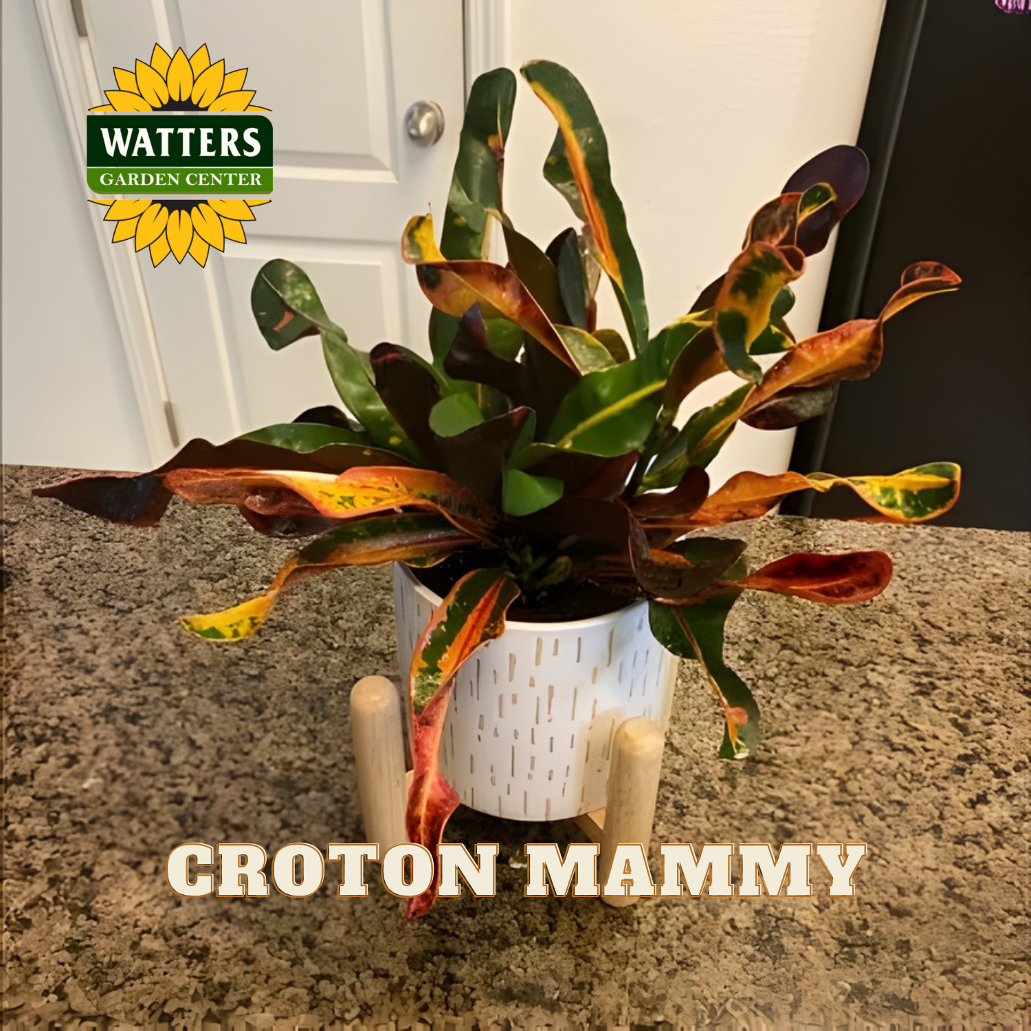 Potted croton plant on a countertop with Watters Garden Center logo.