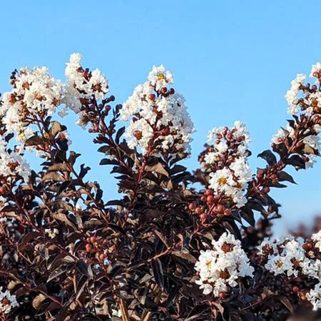 CRYSTALLINE CRAPE MYRTLE 2gal