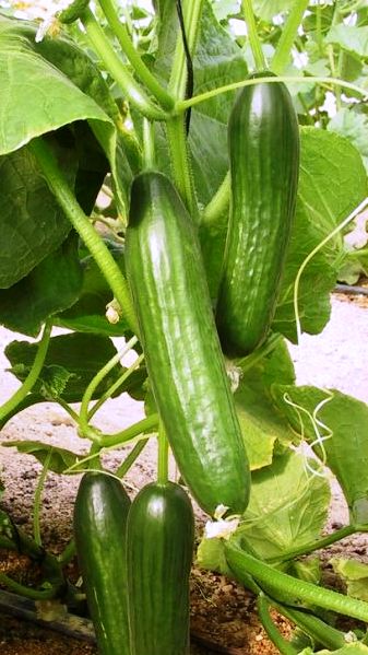 ASSORTED CUCUMBERS 6in