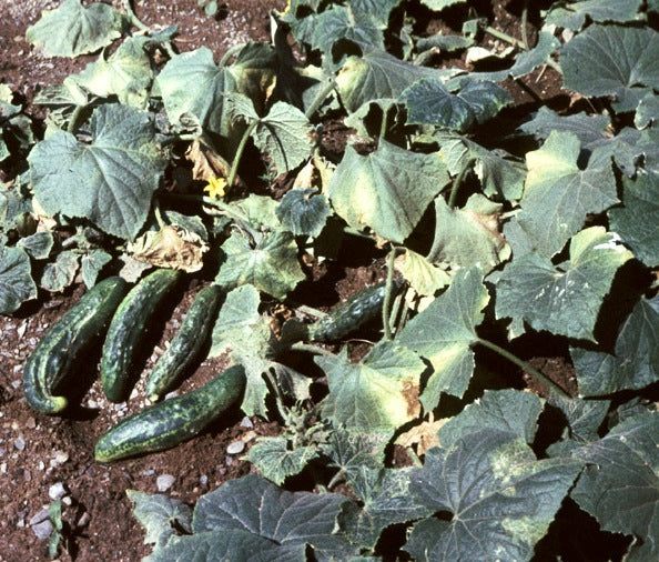 CUCUMBER 6 PACK