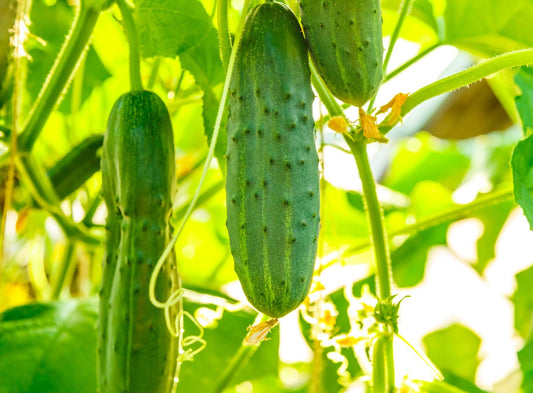 CUCUMBER 6 PACK