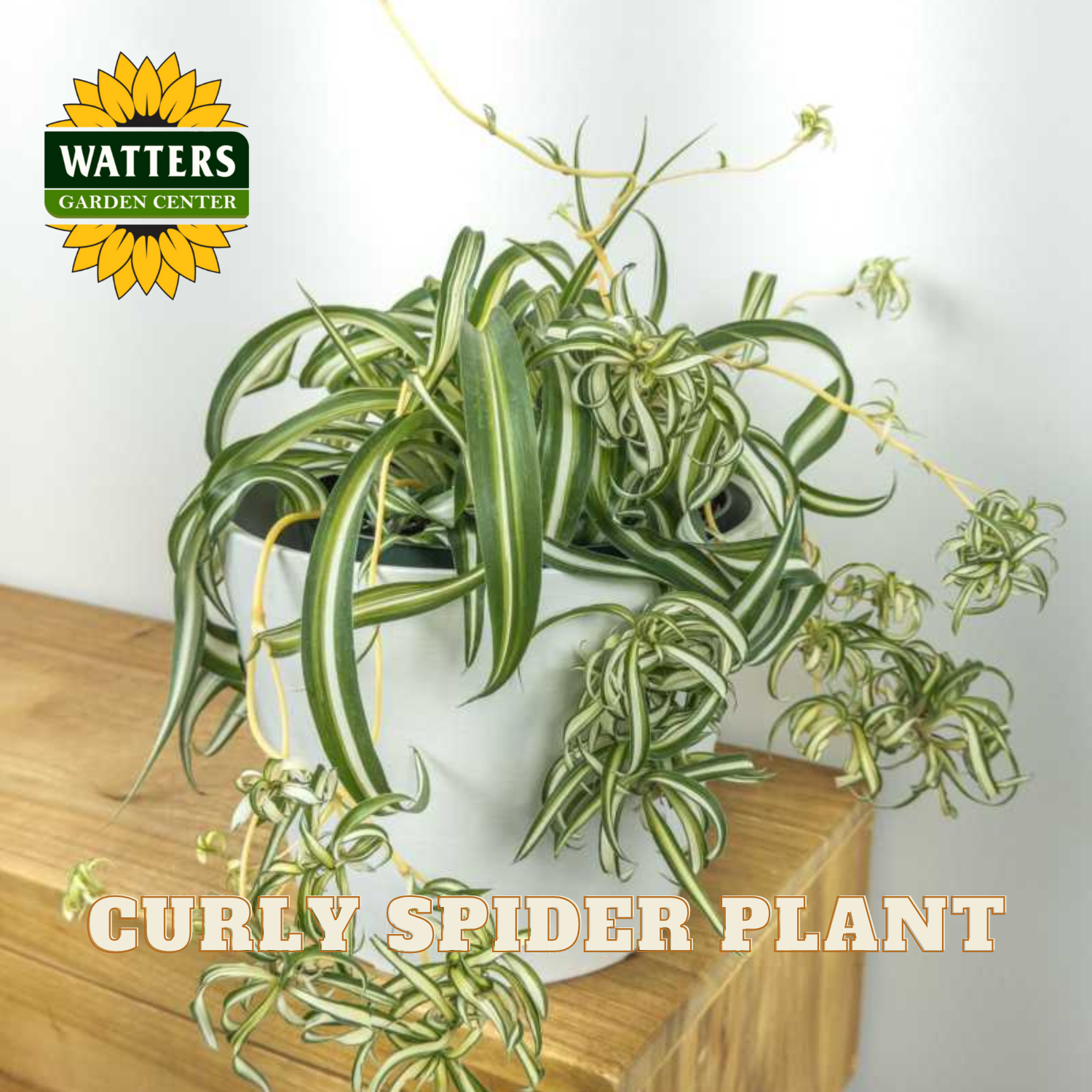 Curly spider plant on a wooden surface with Watters Garden Center logo.