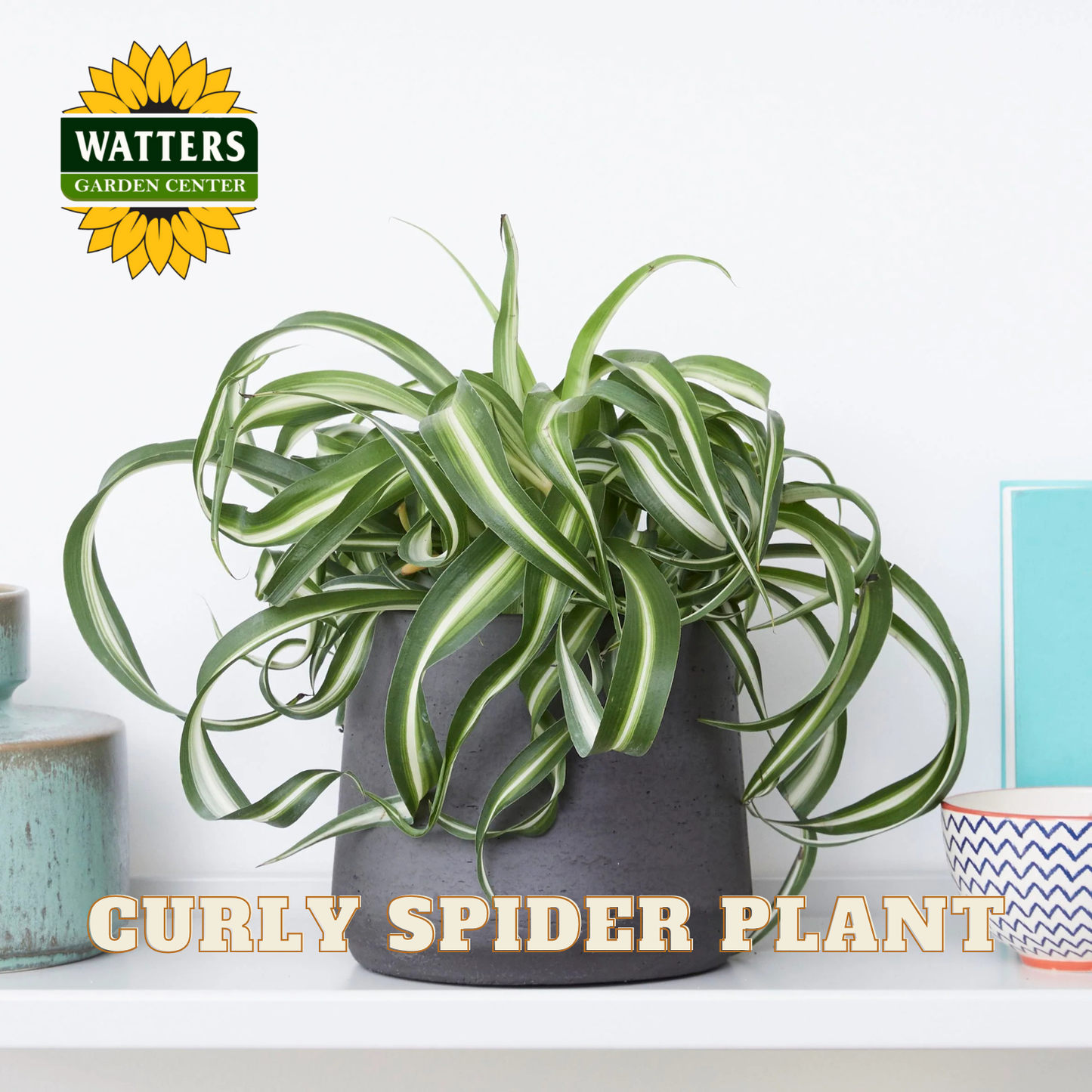 Potted curly spider plant on a shelf with Watters Garden Center logo.