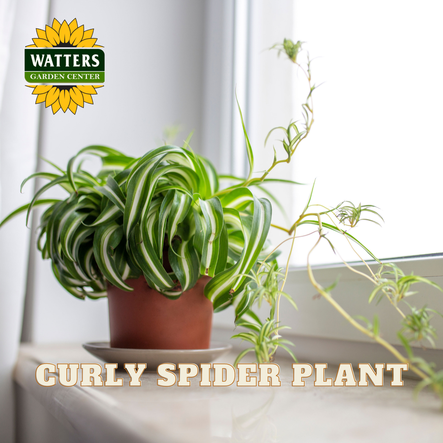 Potted curly spider plant on a windowsill with Watters Garden Center branding.