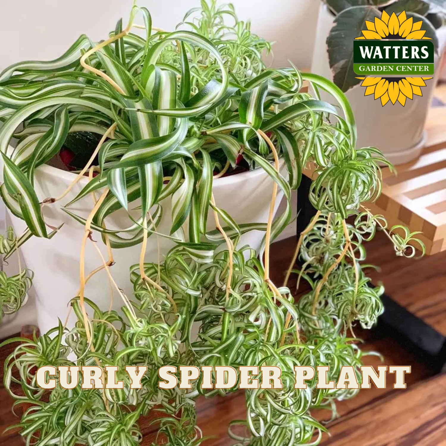 Curly spider plant in a pot with Watters Garden Center logo.
