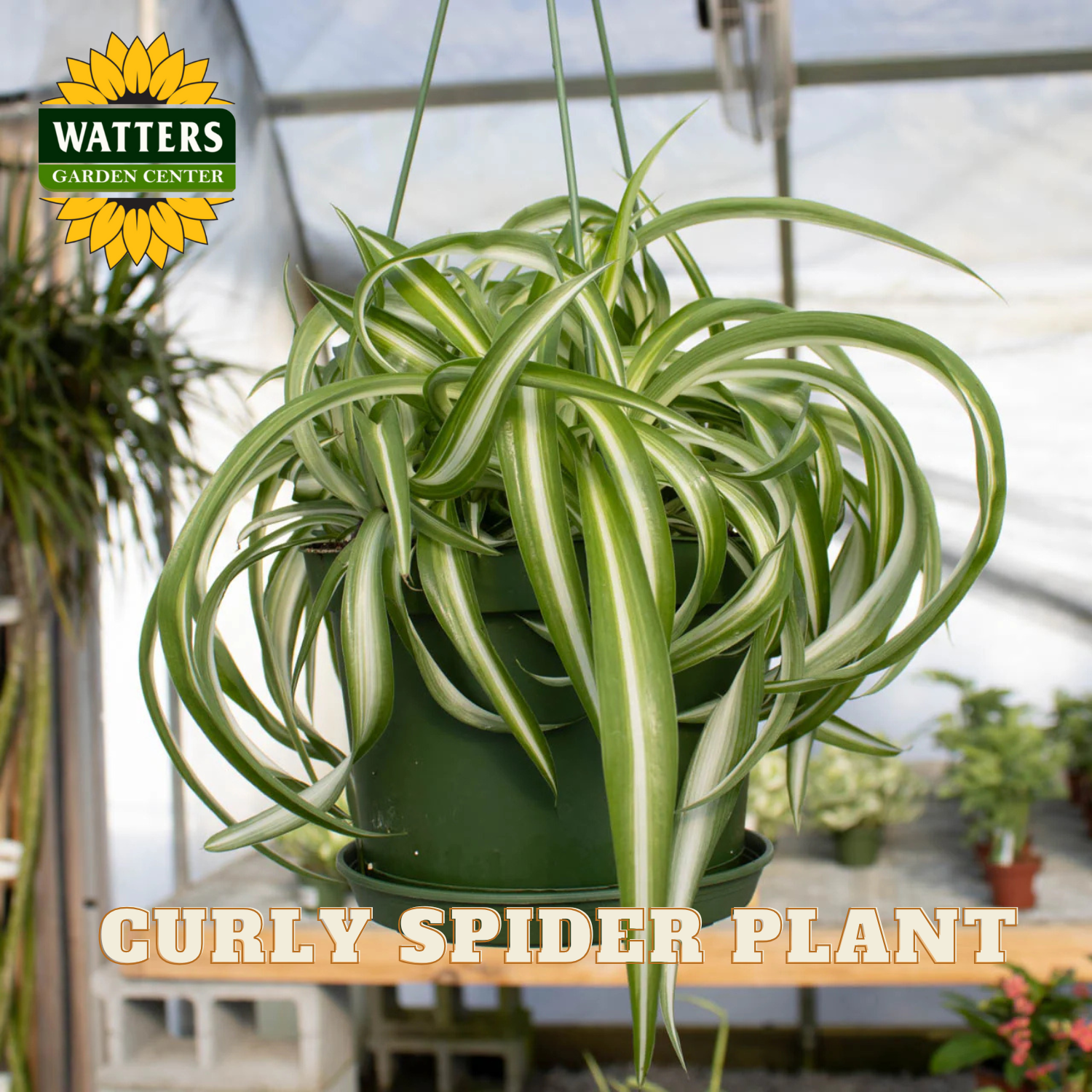 Curly spider plant in a pot with Watters Garden Center branding in a greenhouse setting.