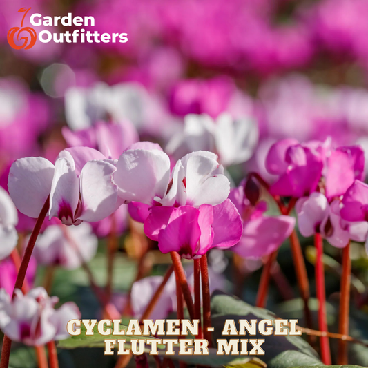 Blooming cyclamen flowers in pink, white, and purple tones with green leaves, shown in a garden-style close-up. The text 'CYCLAMEN - ANGEL FLUTTER MIX' appears at the bottom, and the Garden Outfitters logo is in the top left corner.