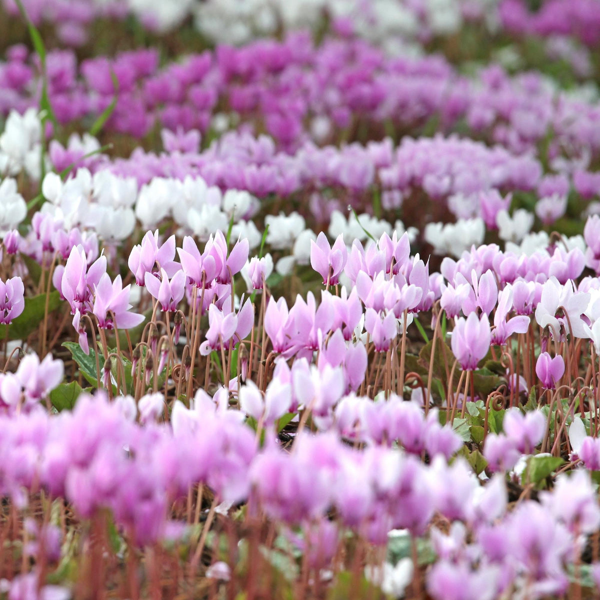 Cyclamen - Cilicium (Hardy)