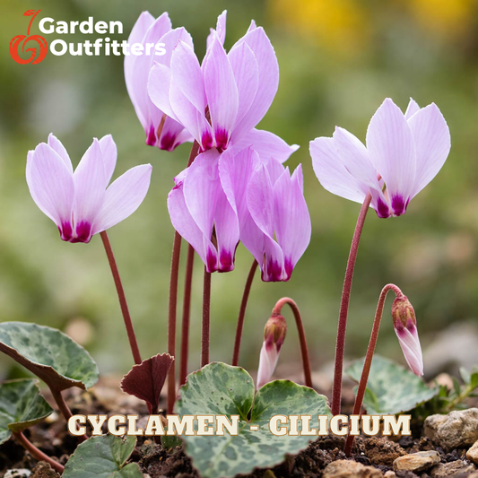 A cluster of blooming cyclamen ciliatum flowers with light purple-lilac petals and dark pink tips, growing from mottled green leaves in soil. The image has a Garden Outfitters logo in the top-left corner and 'CYCLAMEN - CILICIUM' text at the bottom.