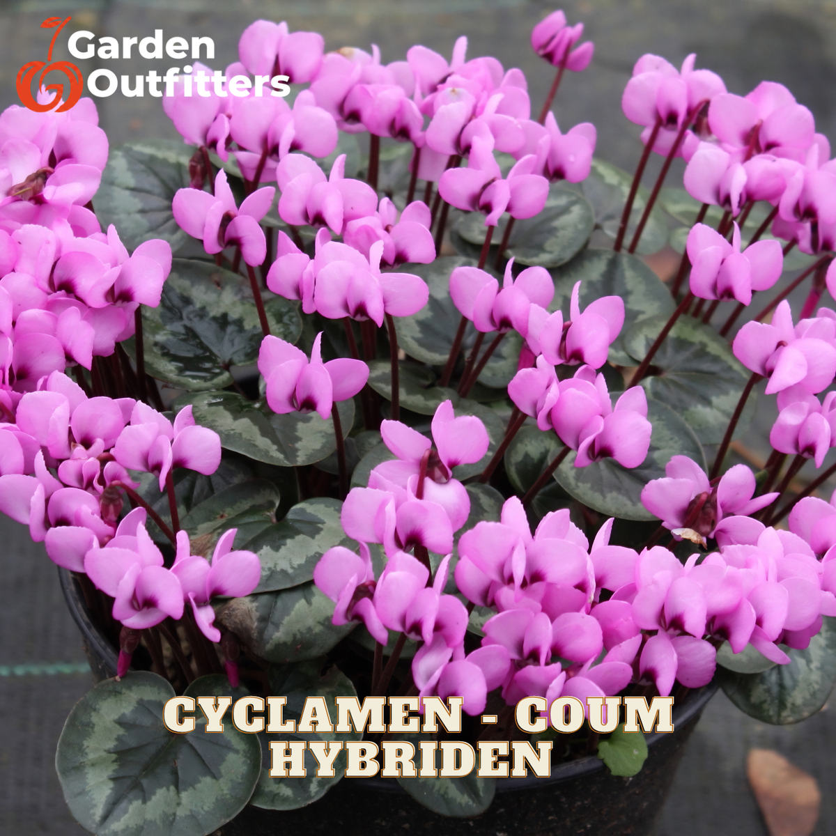 A potted cluster of cyclamen coum hybrid flowers with bright pink petals and dark green patterned leaves, shown in a black nursery pot. The Garden Outfitters logo is visible in the top left, and the text 'CYCLAMEN - COUM HYBRIDEN' is overlaid at the bottom.