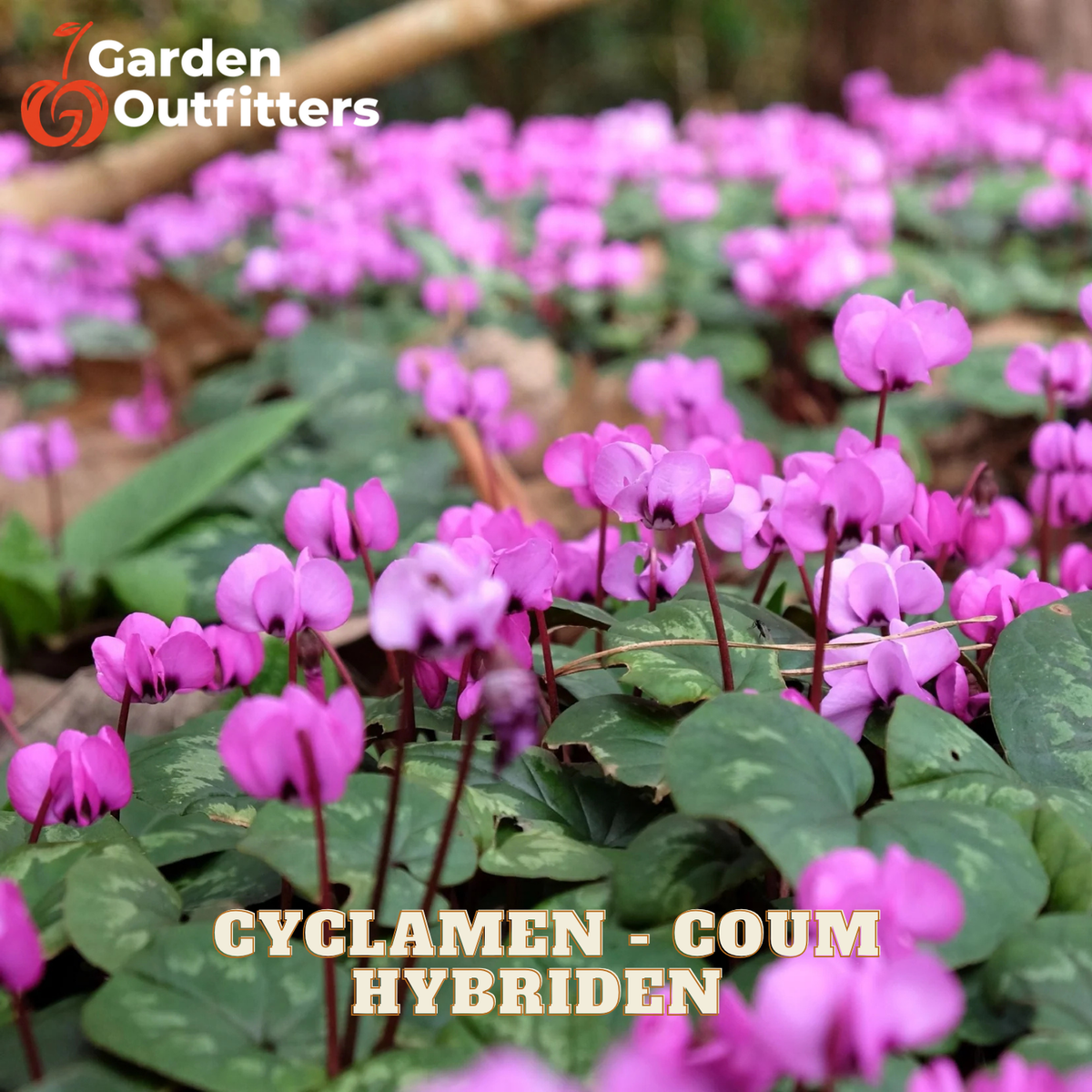 Blooming pink cyclamen flowers with green leaves in a garden setting, with the text 'CYCLAMEN - COUM HYBRIDEN' and a 'Garden Outfitters' logo overlaid on the image.