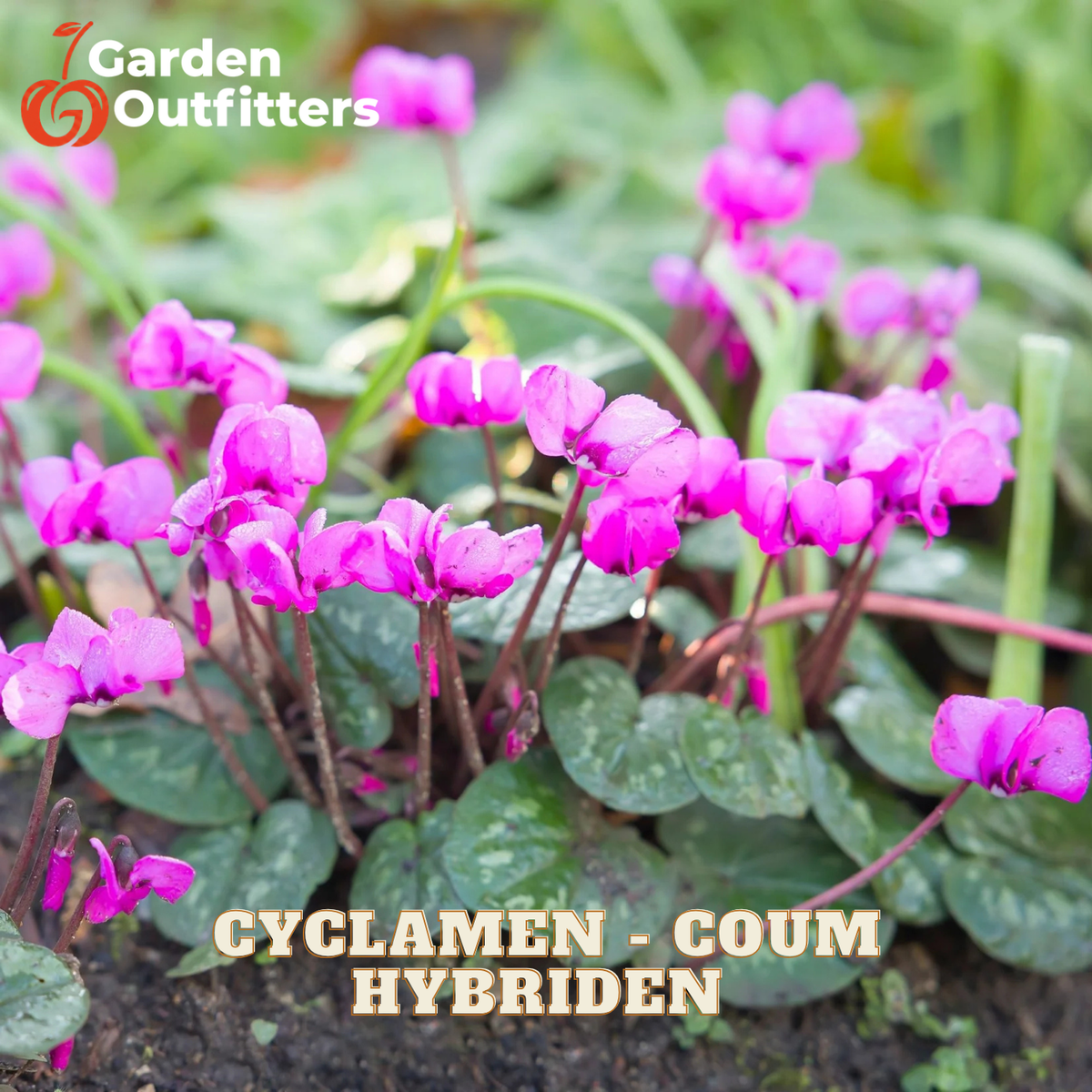 Pink cyclamen coum hybrid flowers blooming among green leaves, with the Garden Outfitters logo in the top left and 'CYCLAMEN - COUM HYBRIDEN' text at the bottom.